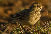 Pipit africain