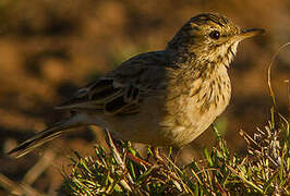 Pipit africain