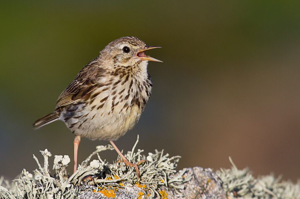 Pipit farlouse