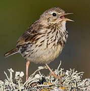 Meadow Pipit