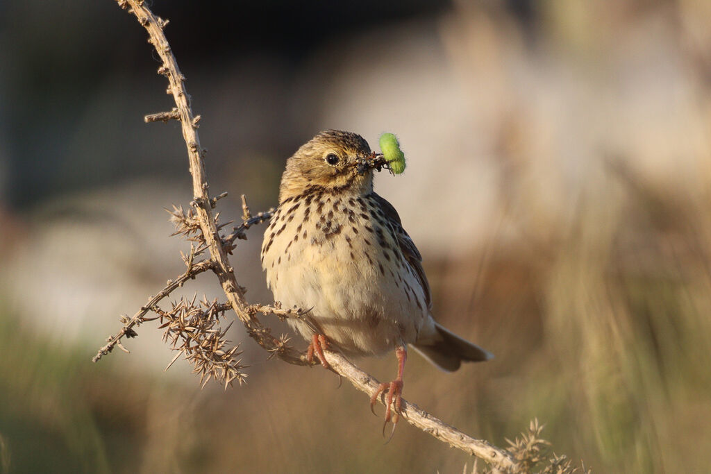 Meadow Pipit, close-up portrait, Behaviour