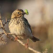 Pipit farlouse