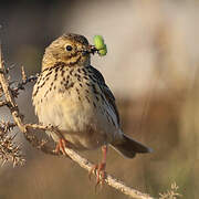 Pipit farlouse