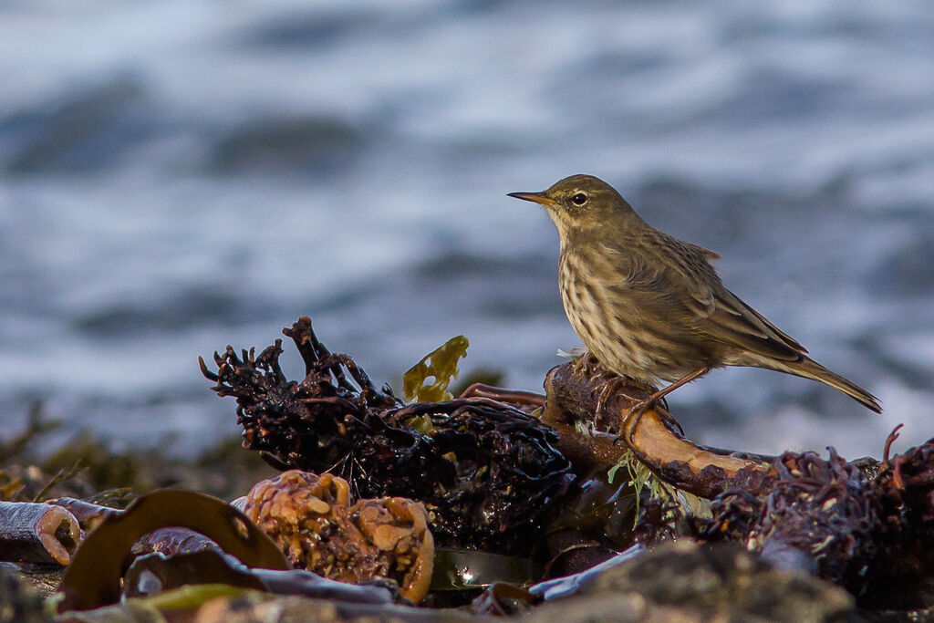 European Rock Pipit