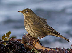 European Rock Pipit