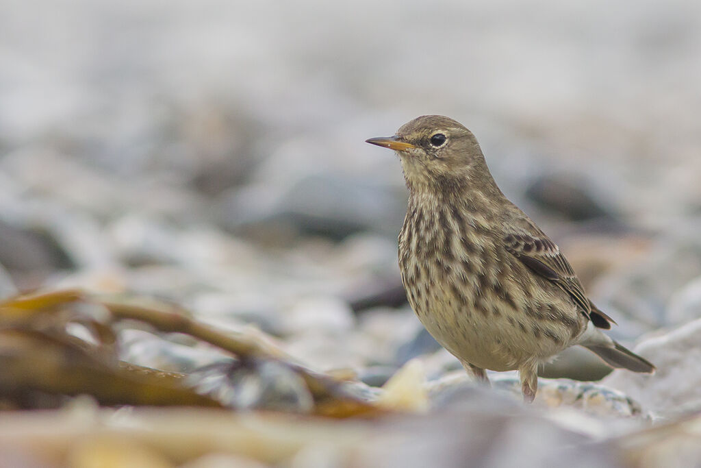 European Rock Pipit