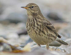 Eurasian Rock Pipit