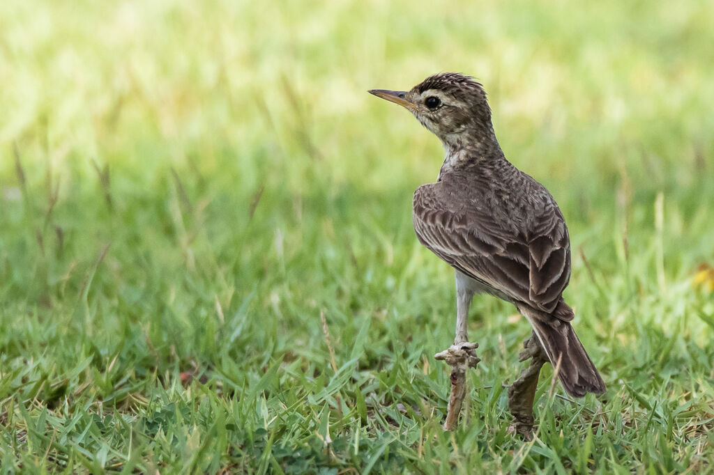 Pipit rousset, identification, portrait