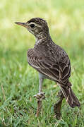 Paddyfield Pipit