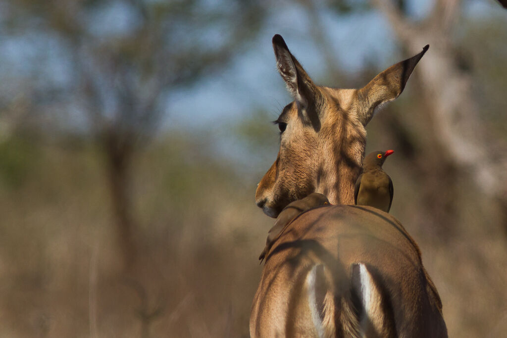 Red-billed Oxpecker