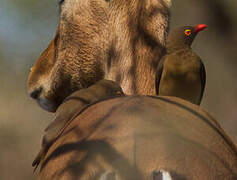 Red-billed Oxpecker