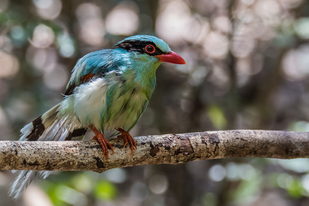 Common Green Magpie, identification, close-up portrait