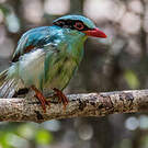 Pirolle verte