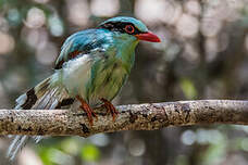 Pirolle verte