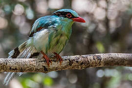 Common Green Magpie