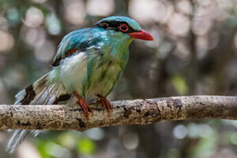 Pirolle verte