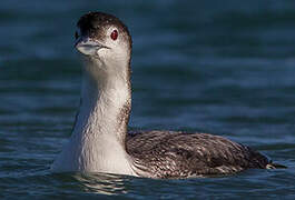 Common Loon