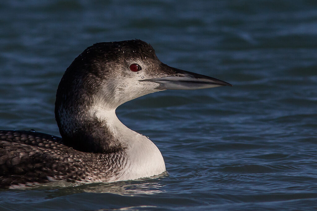 Common Loon