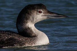 Common Loon