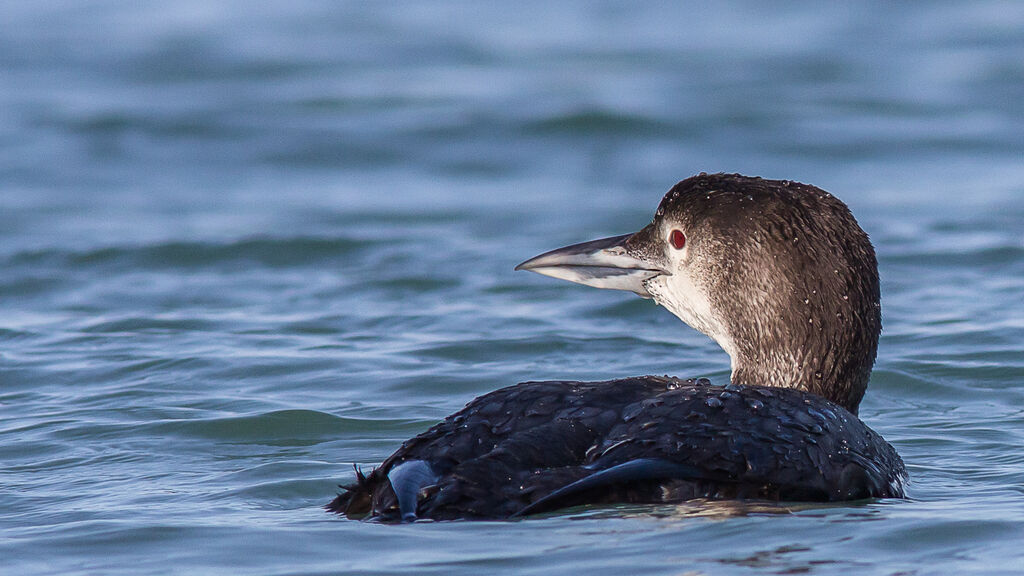 Common Loon