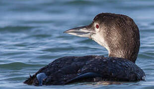 Common Loon