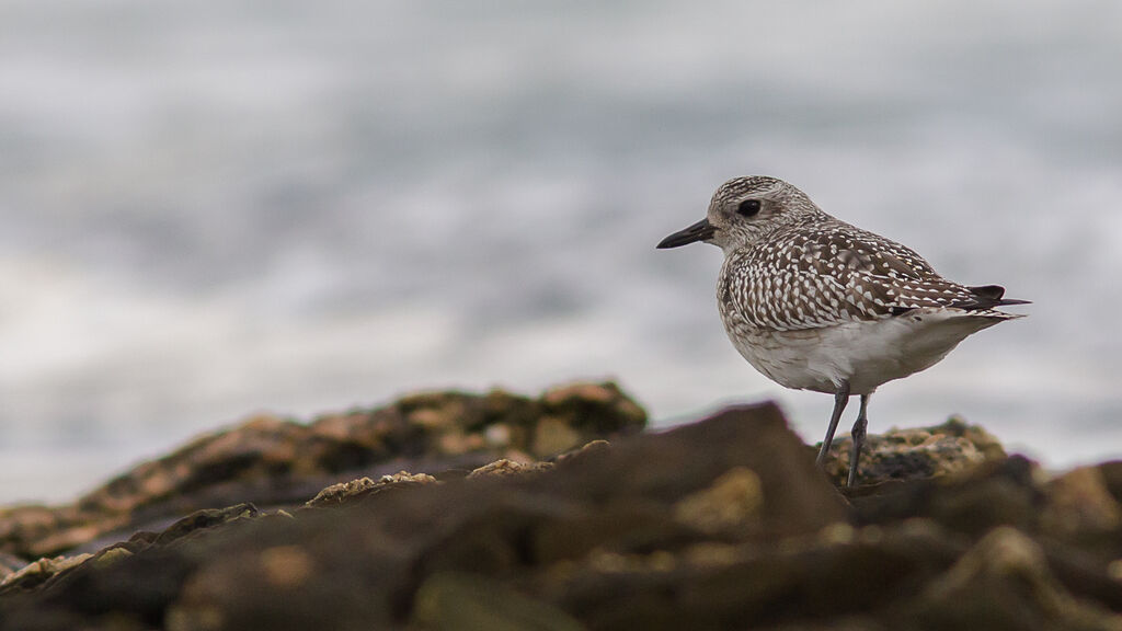 Grey Plover