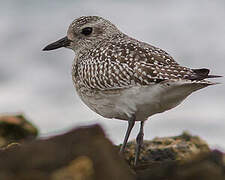 Grey Plover