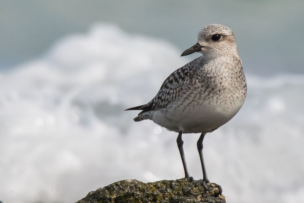 Grey Plover, identification, close-up portrait