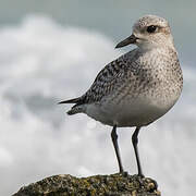 Grey Plover