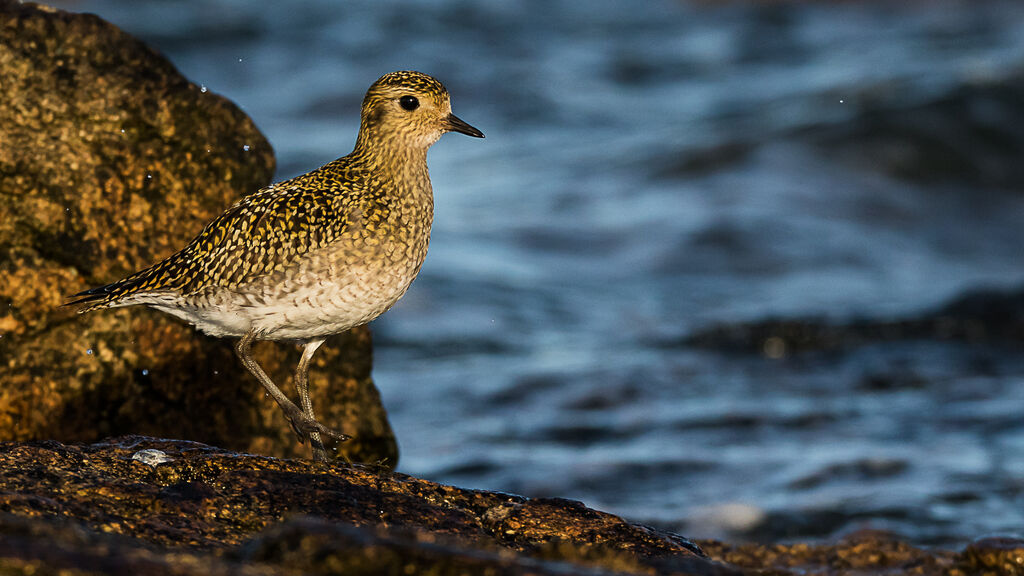 European Golden Plover