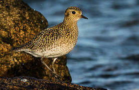 European Golden Plover