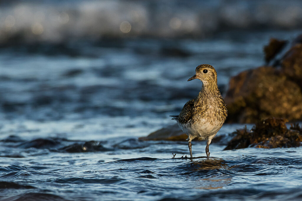 European Golden Plover