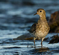 European Golden Plover