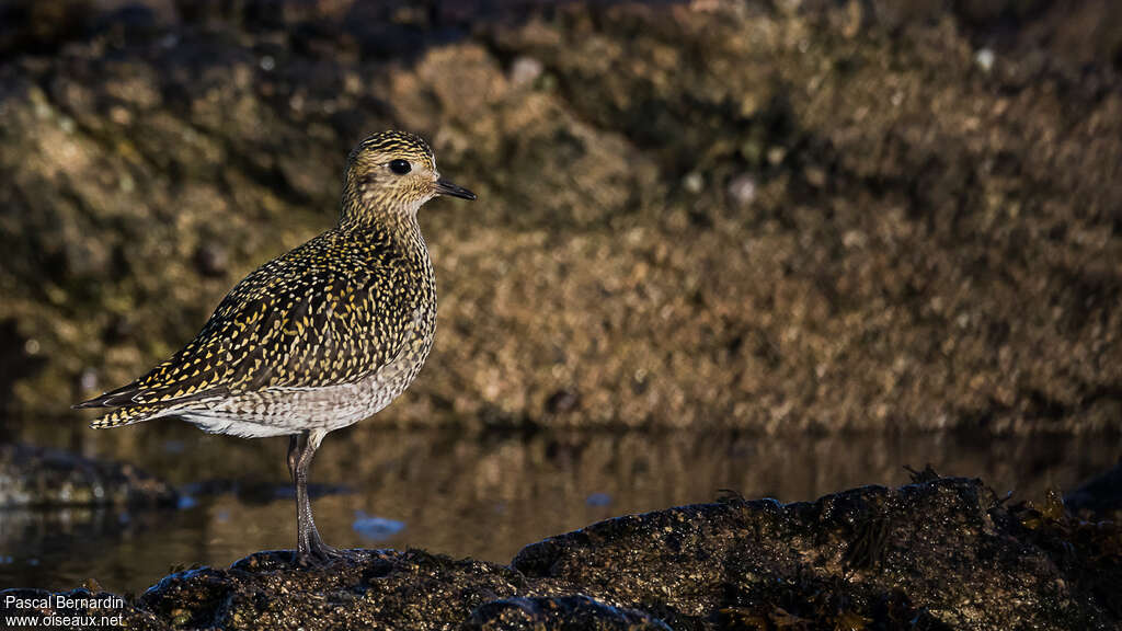 European Golden Plover