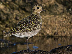 European Golden Plover