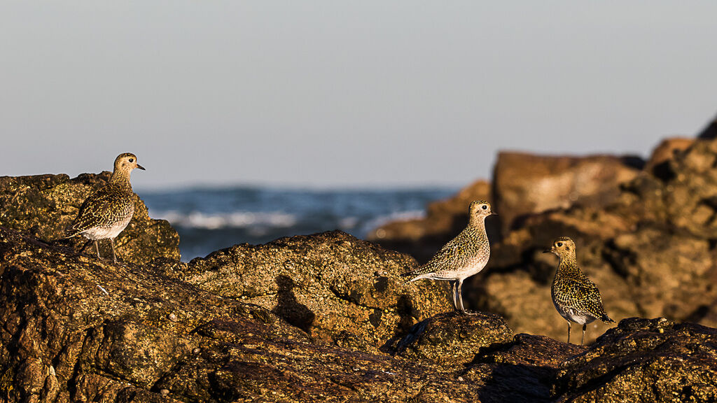 European Golden Plover