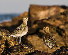 European Golden Plover