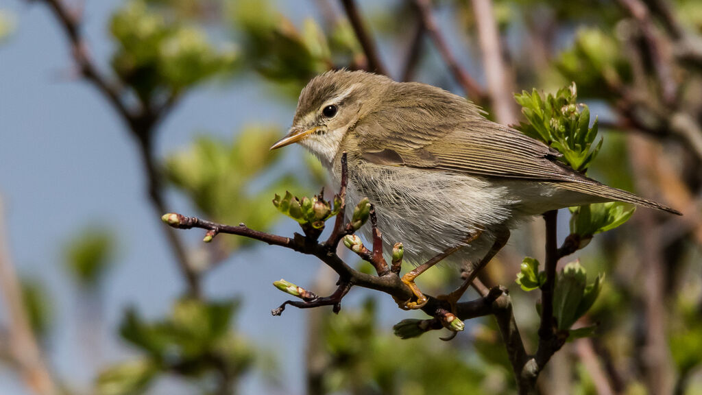 Willow Warbler, identification, close-up portrait