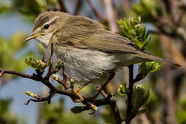 Willow Warbler