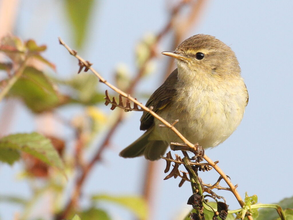 Common Chiffchaff