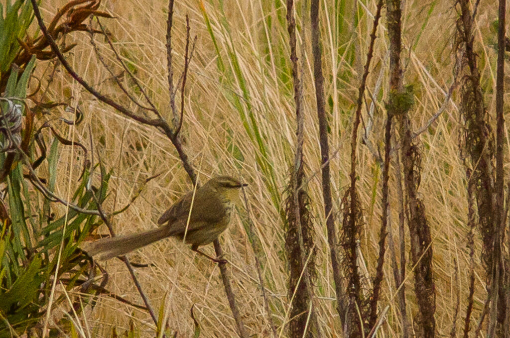 Prinia du Drakensberg