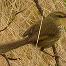 Prinia du Drakensberg
