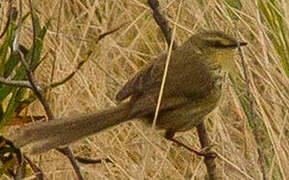 Drakensberg Prinia