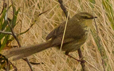 Prinia du Drakensberg