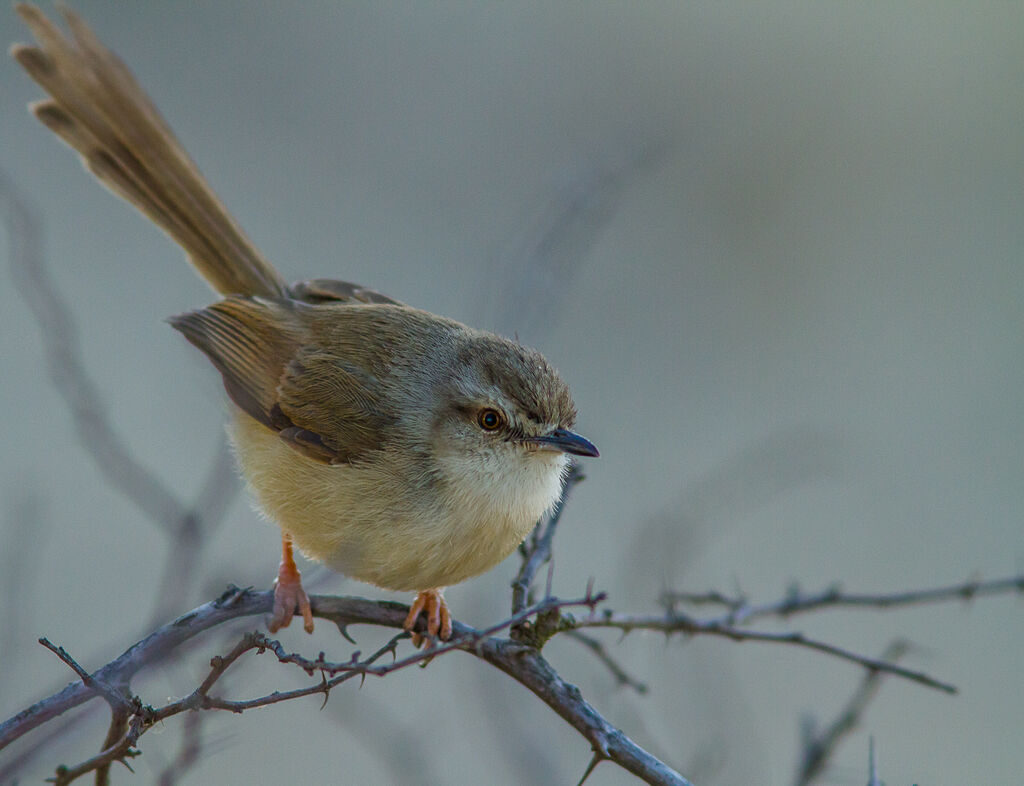 Tawny-flanked Prinia