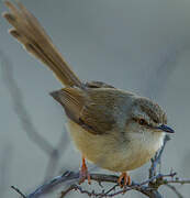 Tawny-flanked Prinia