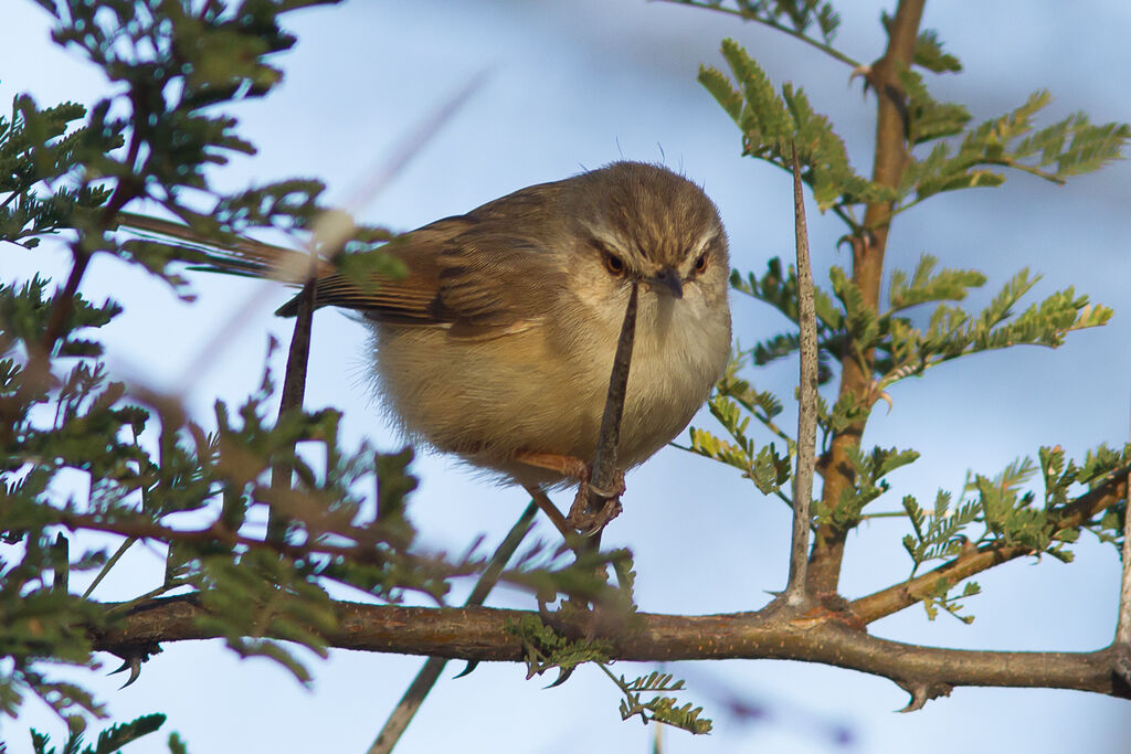 Prinia modeste