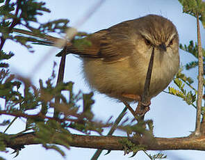 Prinia modeste