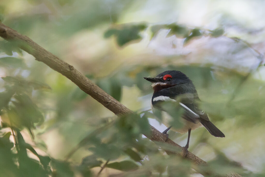 Brown-throated Wattle-eye