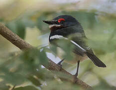 Brown-throated Wattle-eye